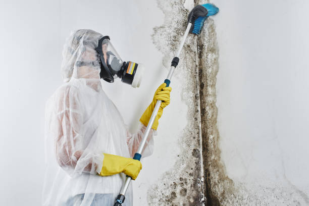 Best Mold Testing  in Brackenridge, PA