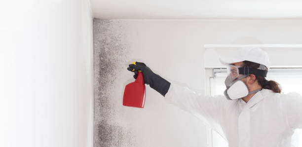 Best Residential Mold Removal  in Brackenridge, PA