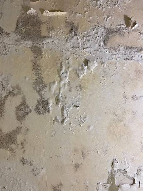 Best Certified Mold Removal  in Brackenridge, PA