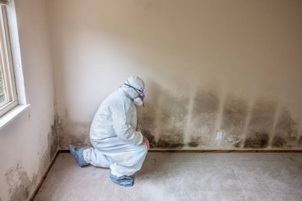Best Professional Mold Removal  in Brackenridge, PA