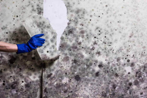 Best Emergency Mold Removal  in Brackenridge, PA
