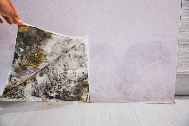 Best Commercial Mold Removal  in Brackenridge, PA